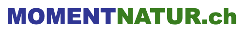 Beispiel-Logo
